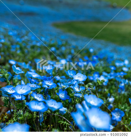 Nemophila in full bloom and blue sky Nemophila in full bloom and blue sky 91001092