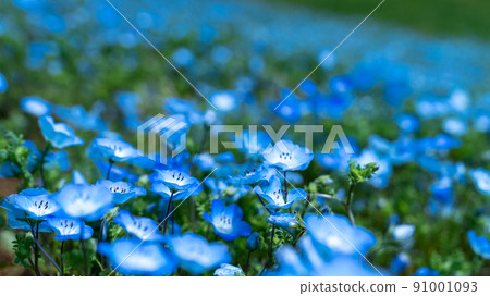 Nemophila in full bloom and blue sky 91001093