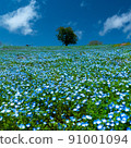 Nemophila in full bloom and blue sky 91001094