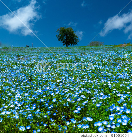 Nemophila in full bloom and blue sky 91001094