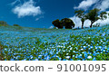 Nemophila in full bloom and blue sky 91001095