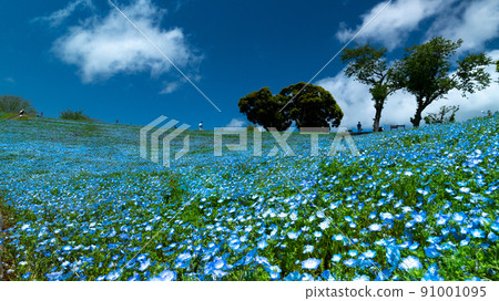 Nemophila in full bloom and blue sky 91001095