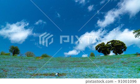 Nemophila in full bloom and blue sky 91001096