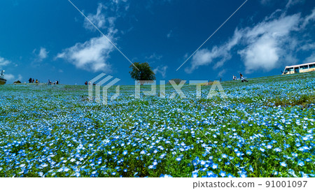 Nemophila in full bloom and blue sky 91001097