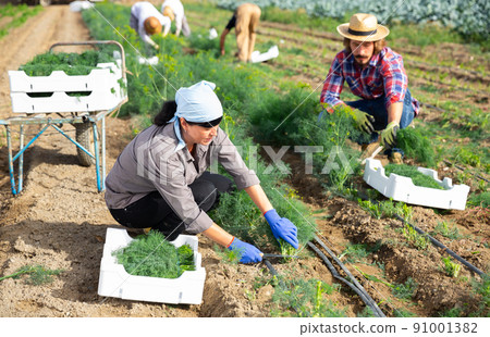 Female farmer harvest of green dill on farm field Female farmer harvest of green dill on farm field 91001382