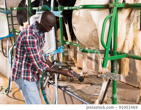 Young man working with automatical cow milking machines Young man working with automatical cow milking machines 91001469