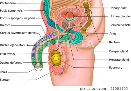 Male genital structure illustration English 91001503