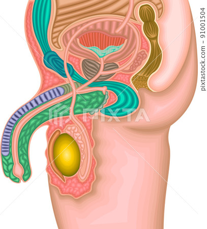 Male genital structure illustration 91001504