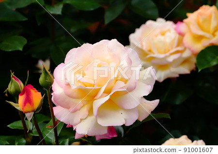 Spring rose close-up 91001607