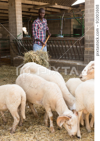 Male proffesional farmer feeds sheeps with hay at farm Male proffesional farmer feeds sheeps with hay at farm 91001608