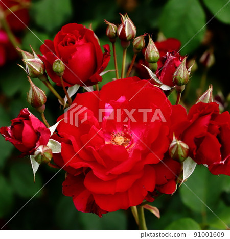 Spring rose close-up 91001609