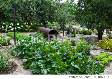 A typical garden plot and green beds in the backyard of a household A typical garden plot and green beds in the backyard of a household 91002103