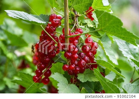 Close-up of ripe red currants on a branch in a garden plot Close-up of ripe red currants on a branch in a garden plot 91002104