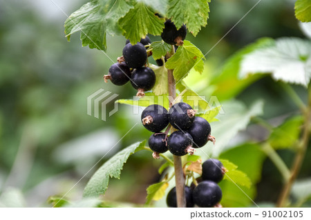 Close-up of ripe black currants on a branch in a garden plot Close-up of ripe black currants on a branch in a garden plot 91002105