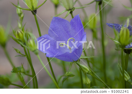 Balloon flower, Platycodon grandiflorum is an attractive ornamental flower with beautiful blue flowers. Balloon flower, Platycodon grandiflorum is an attractive ornamental flower with beautiful blue flowers. 91002241