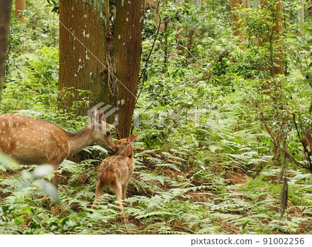 一隻母鹿在新鮮的綠色森林裡梳理小鹿 91002256