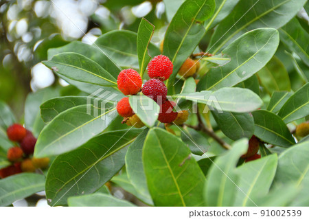 Fruit of a bamboo grove Fruit of a bamboo grove 91002539