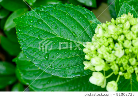 Hydrangea after the rain Hydrangea after the rain 91002723