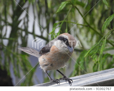 棲息在晾衣繩上並彎曲脖子的伯勞 91002767