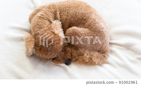A toy poodle that rolls on a white cushion (overhead view) A toy poodle that rolls on a white cushion (overhead view) 91002961