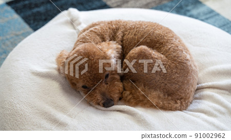 A toy poodle that rolls on a white cushion (diagonal) 91002962