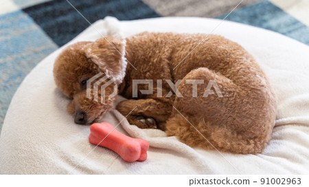 一隻玩具貴賓犬因為玩狗玩具而睡得很累 一隻玩具貴賓犬因為玩狗玩具而睡得很累 91002963