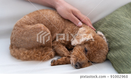 撫摸肩膀睡覺的寵物狗（玩具貴賓犬） 91002968