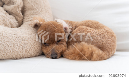 A toy poodle that sleeps soundly on a dog bed (sideways) 91002974