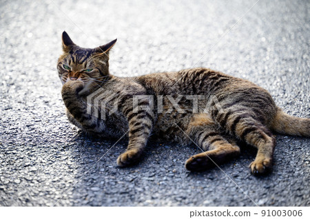 趴在路上的 Kijitora 貓 趴在路上的 Kijitora 貓 91003006