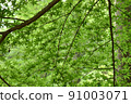 Blue maple space pattern 91003071