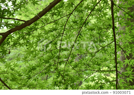 Blue maple space pattern 91003071