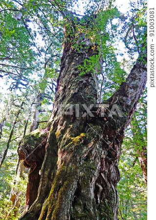 Yakusugi Wild Forest on Yakushima, Buddha Sugi in Yakusugi Land Yakusugi Wild Forest on Yakushima, Buddha Sugi in Yakusugi Land 91003081