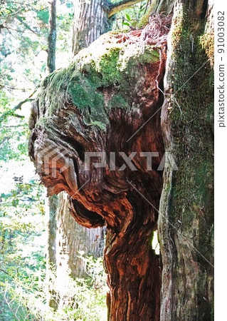 屋久島的屋久杉野林,屋久杉樂園的杉木佛 屋久島的屋久杉野林,屋久杉樂園的杉木佛 91003082