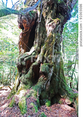 屋久島的屋久杉野林,屋久杉樂園的杉木佛 屋久島的屋久杉野林,屋久杉樂園的杉木佛 91003086