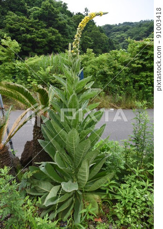 Velvet moose flowers 91003418