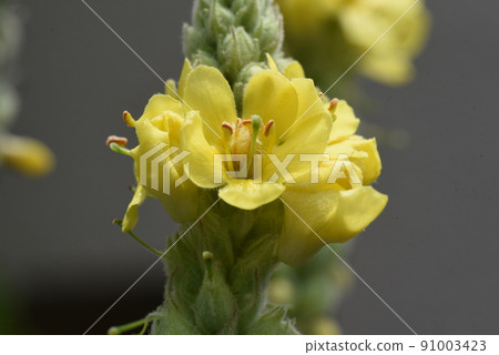 Velvet moose flowers 91003423