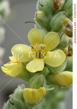 Velvet moose flowers 91003425