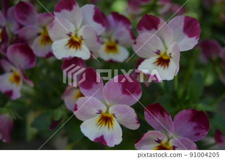 Flowers blooming in the garden 91004205