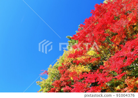 Autumn sky and autumn leaves 91004376