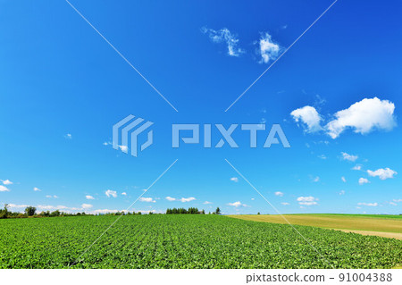 Hokkaido autumn blue sky and plateau scenery 91004388