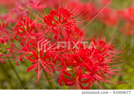 群集孤挺花 群集孤挺花 91004677