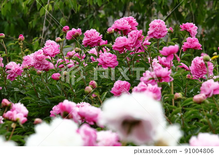 Peony field in the park Peony field in the park 91004806