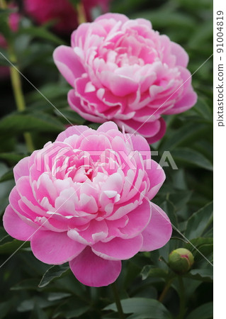 Peony field in the park 91004819