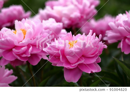 Peony field in the park 91004820