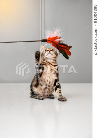 Domestic cat plays with artificial red feathers on table Domestic cat plays with artificial red feathers on table 91004890