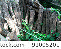 Cultivation of shiitake mushrooms, mushrooms, and logs 91005201