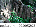Cultivation of shiitake mushrooms, mushrooms, and logs 91005202