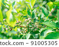 Blueberry fruit berry leaf plant fruit 91005305