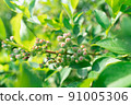 Blueberry fruit berry leaf plant fruit 91005306