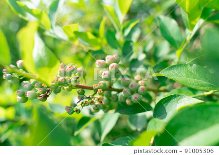 Blueberry fruit berry leaf plant fruit 91005306